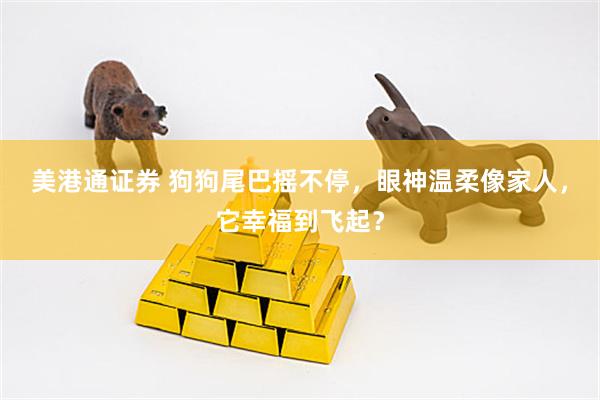 美港通证券 狗狗尾巴摇不停，眼神温柔像家人，它幸福到飞起？