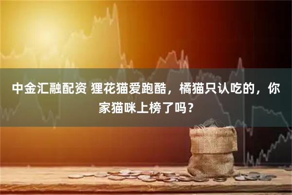 中金汇融配资 狸花猫爱跑酷，橘猫只认吃的，你家猫咪上榜了吗？